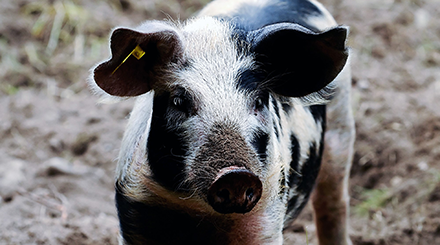 Buttlegrisen – förstklassigt griskött från Gotland