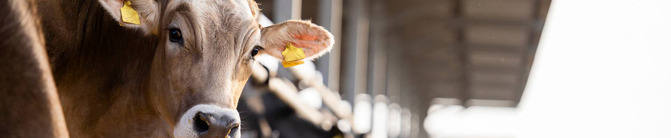 Hållbar djurhållning