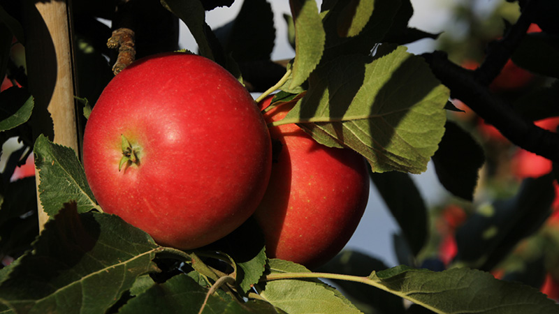Guide: Högsäsong för svenska äpplen