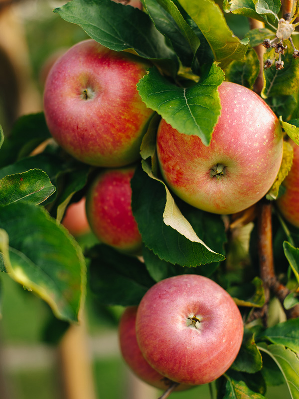 Röda äpplen på en gren.