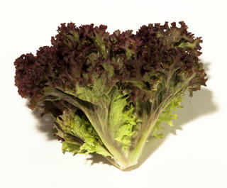 Sallat Lollo Rosso Klass 1 Sverige