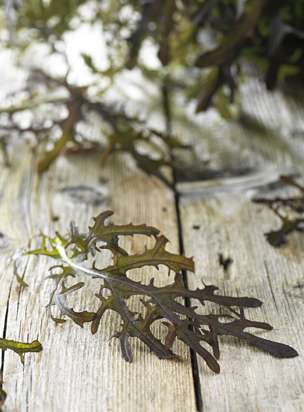 Sareptasenap Röd i Ask