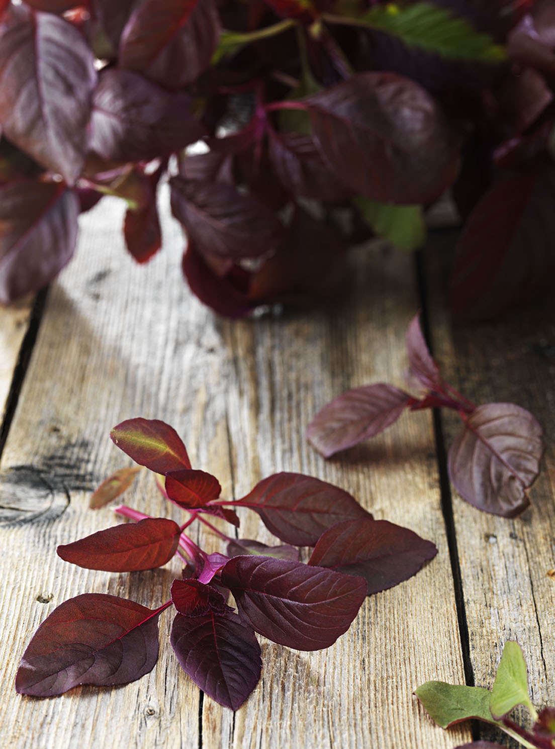 Amaranth i Ask