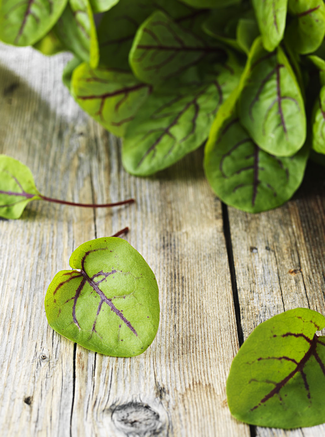 Ängssyra Röd i Ask