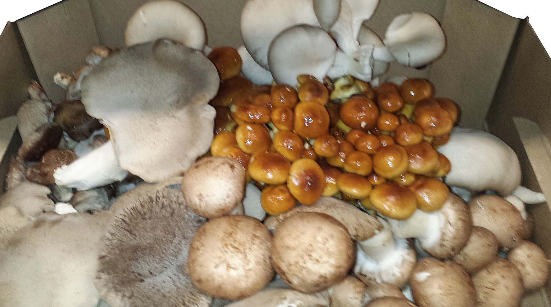 Svampmix EKO KRAV Sverige