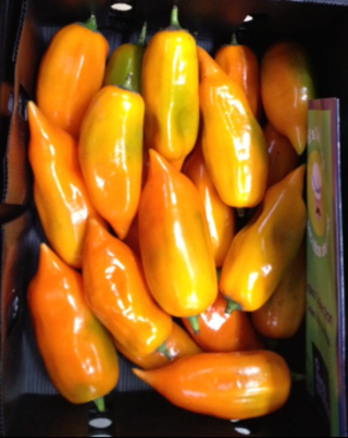 Peppar Aji Amarillo Röd