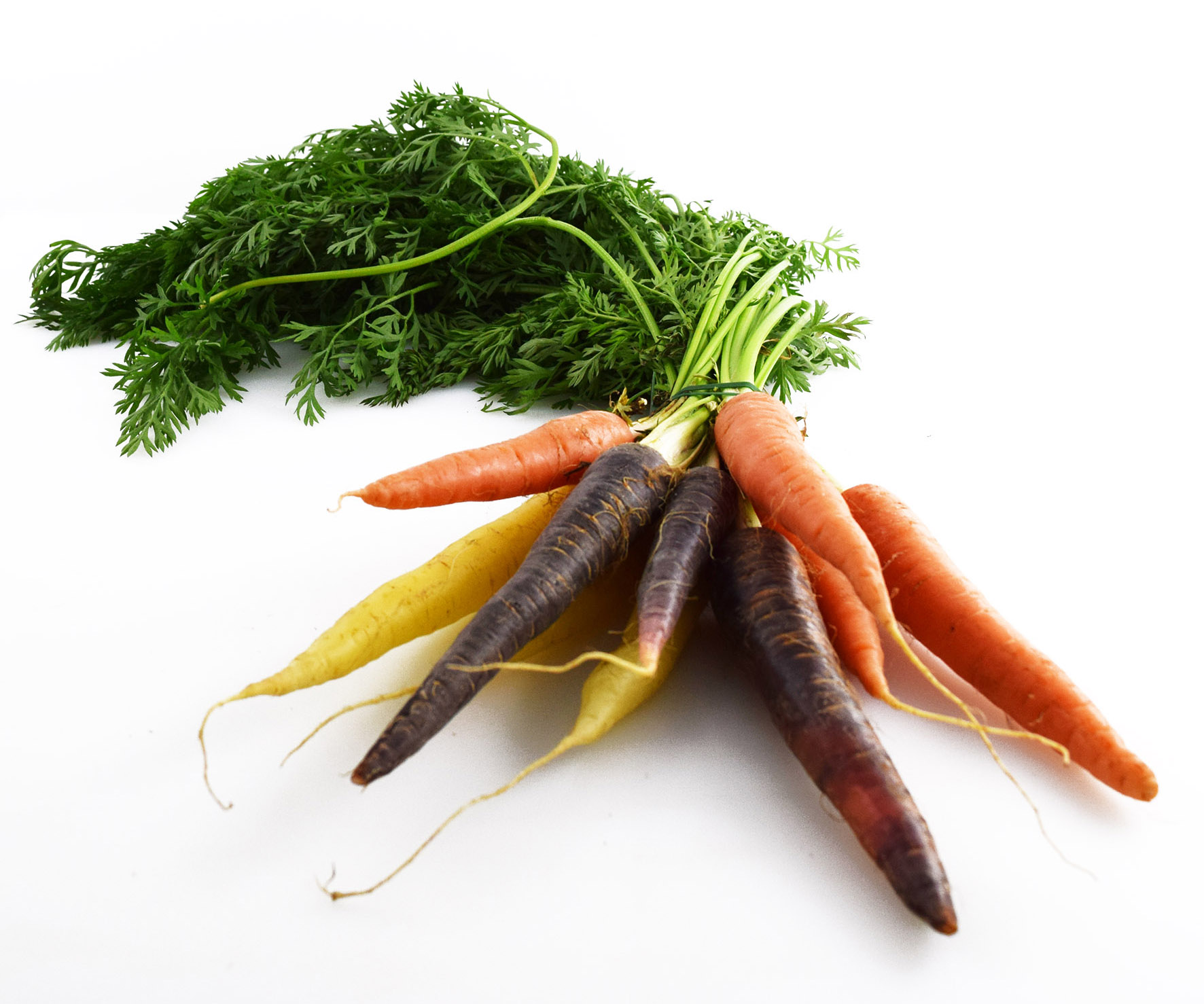 Morot knippe multicolo  Klass 1