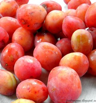 Plommon Victoria Sverige