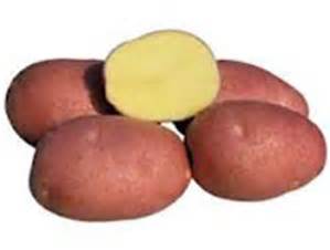 Potatis Asterix Stor Tvättad Sverige