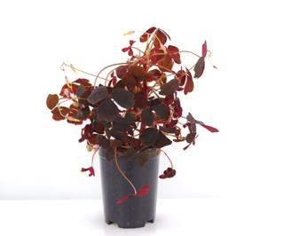 Oxalis i Kruka