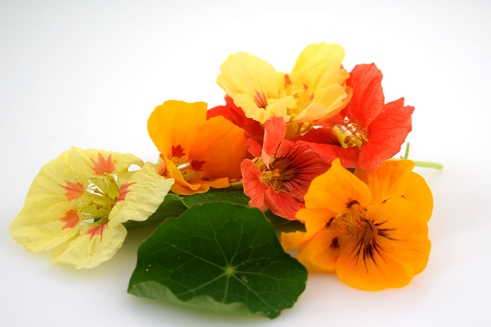 Blomma Krasse Ätlig Sverige
