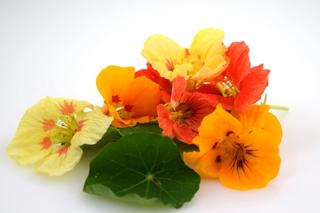 Blomma Krasse Ätlig Sverige