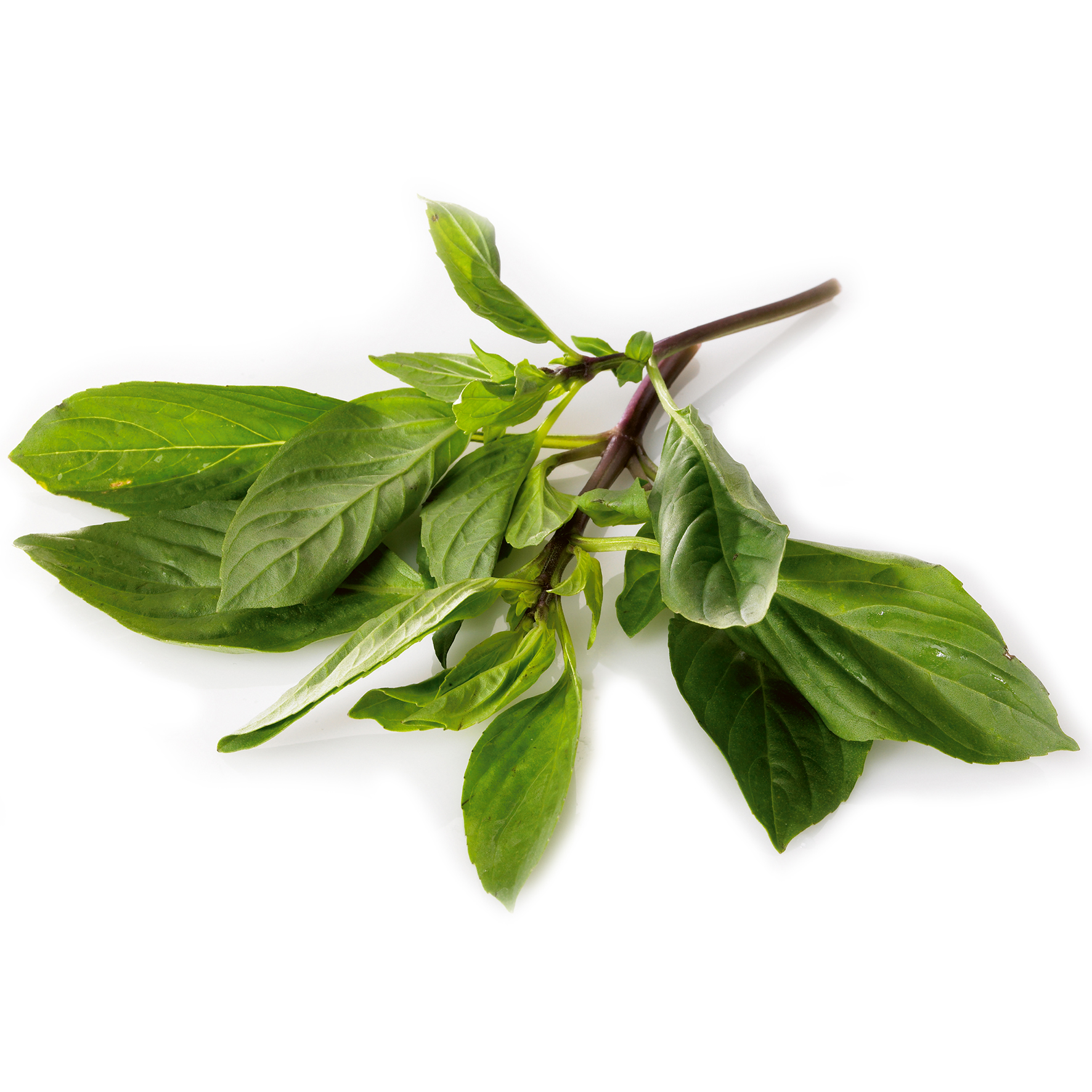 Thaibasilika i Lösvikt