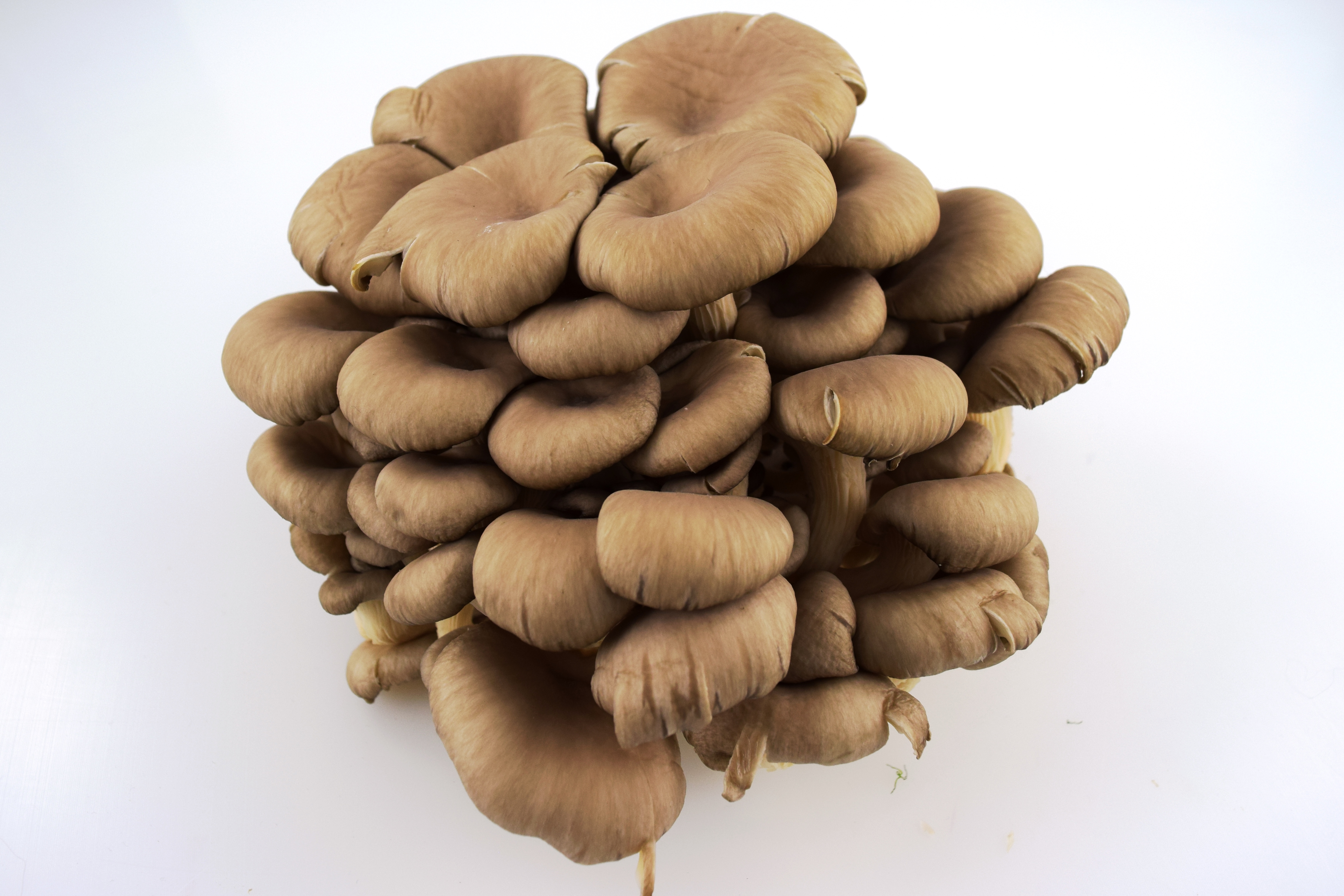 Ostronskivling EKO KRAV Sverige