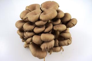 Ostronskivling EKO KRAV Sverige