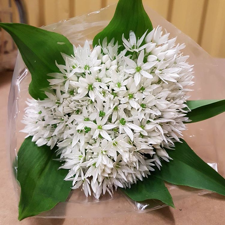 Blomma Ramslök