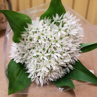 Blomma Ramslök