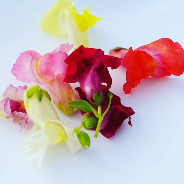 Blomma Lejongapmix Sverige