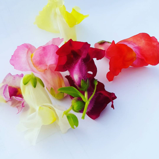 Blomma Lejongapmix Sverige