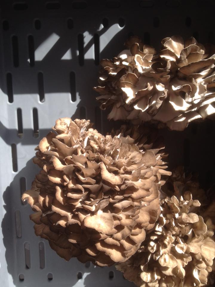 Svamp Maitake