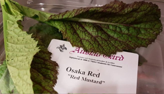 Red Osaka Sverige