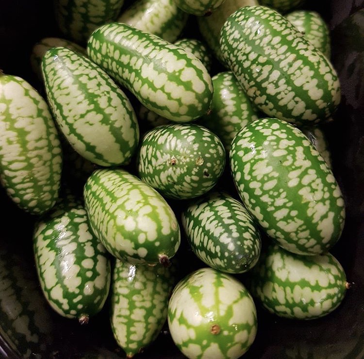 Djungelgurka Mini Klass 1