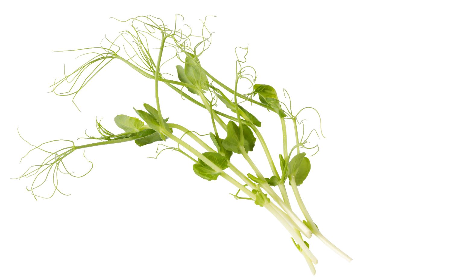 Ärtskott Vita i Ask 100g