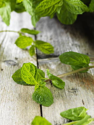 Mynta i Ask SE EKO KRAV