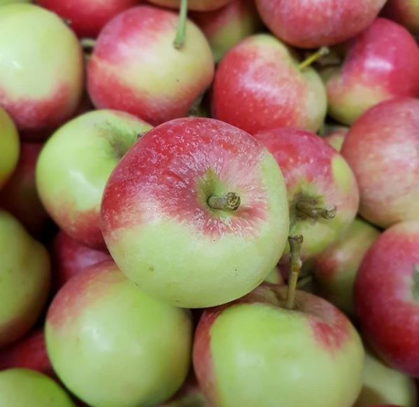 Äpple Alice Klass 1 Sverige