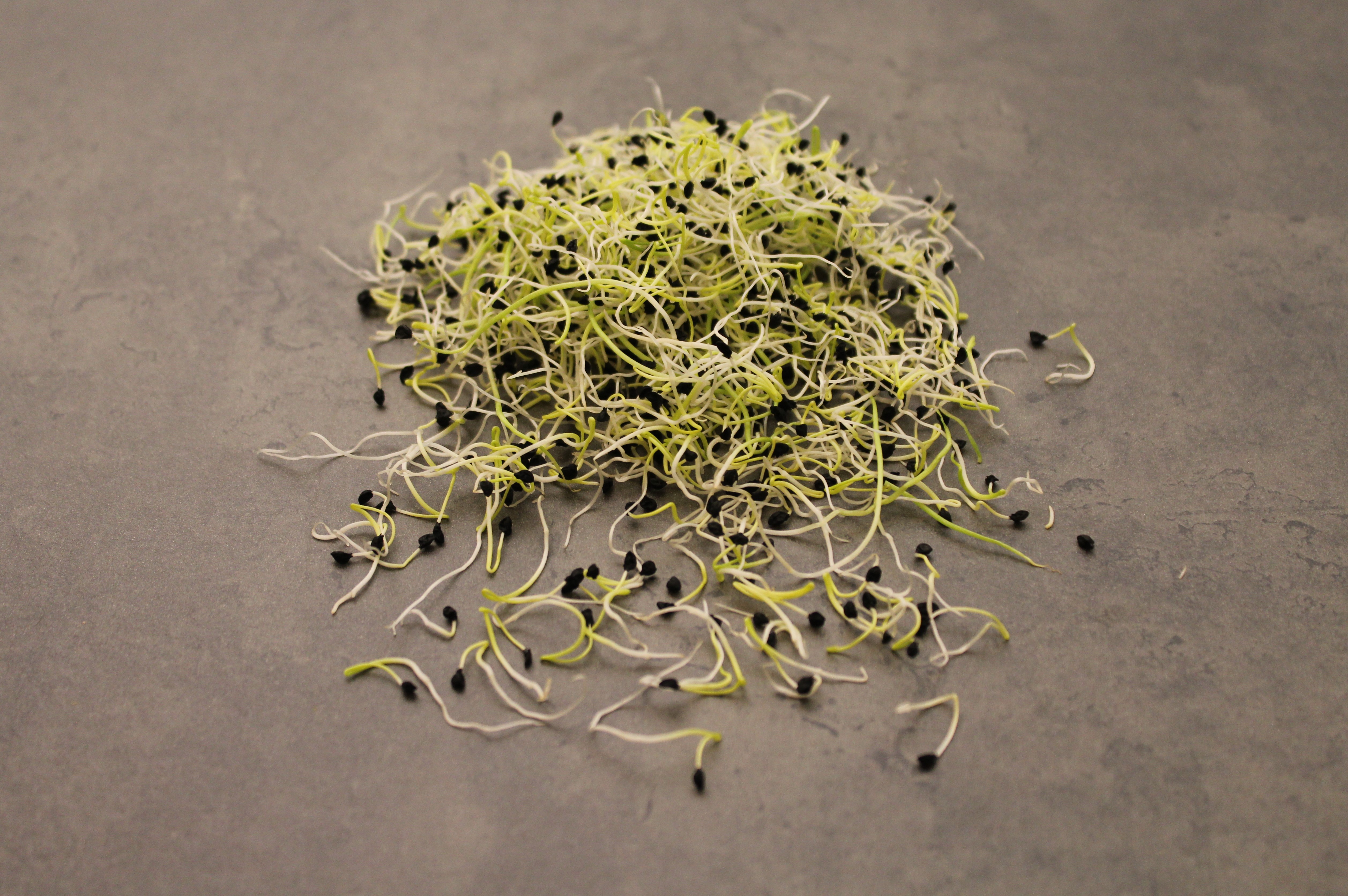 Purjolöksgroddar EKO KRAV Sverige