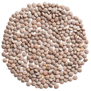 Korallins Rosana KRAV