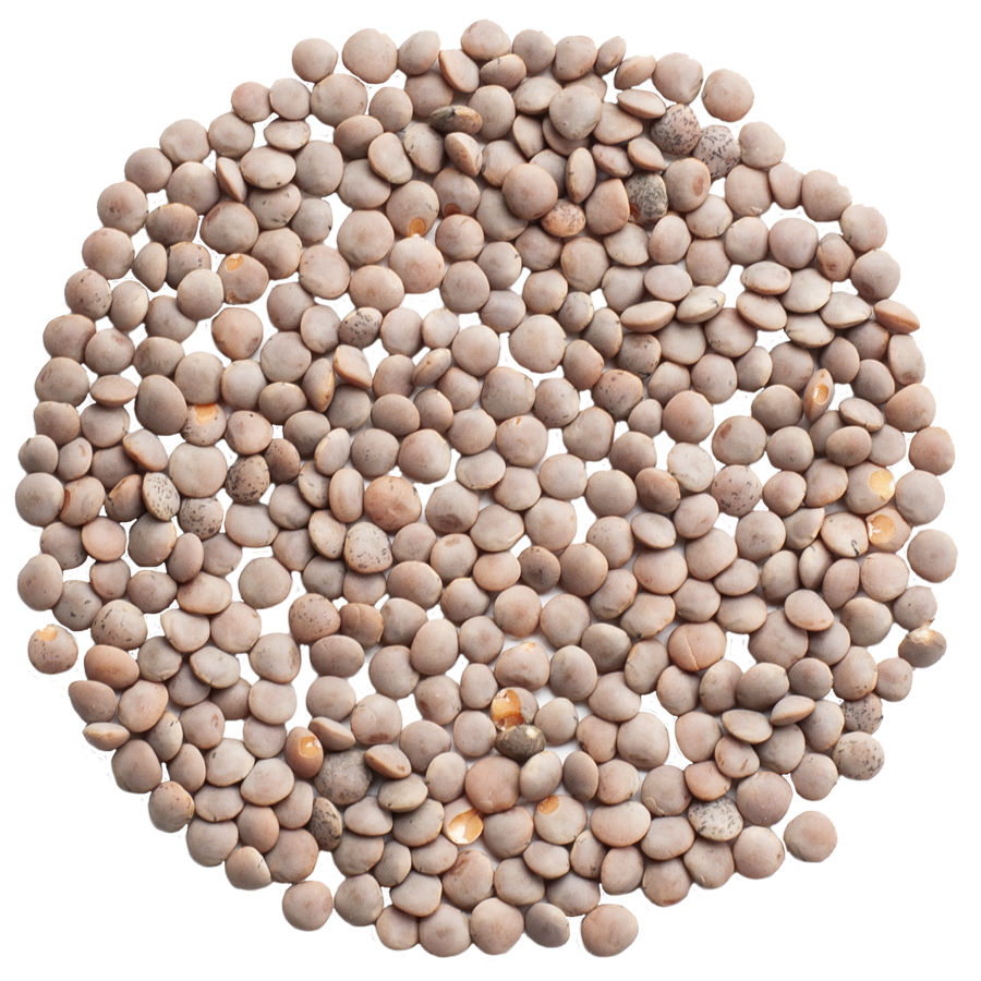 Korallins Rosana KRAV