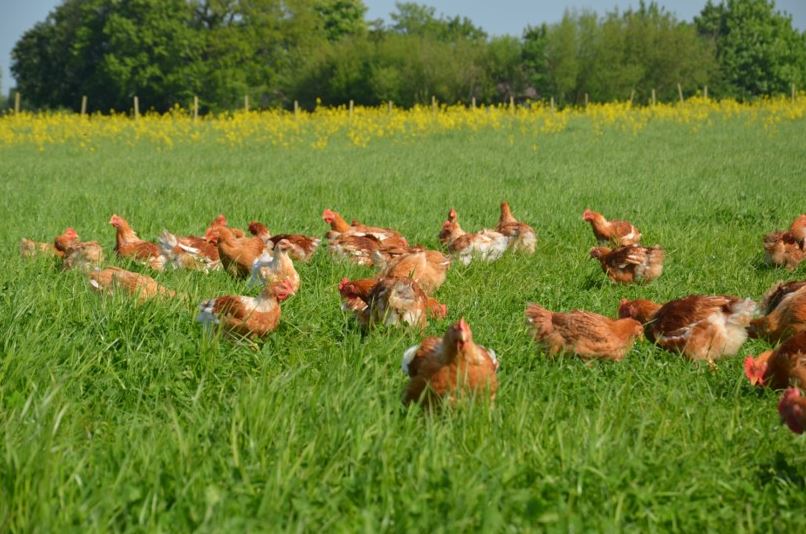 Ekologiskt Kycklingskrov