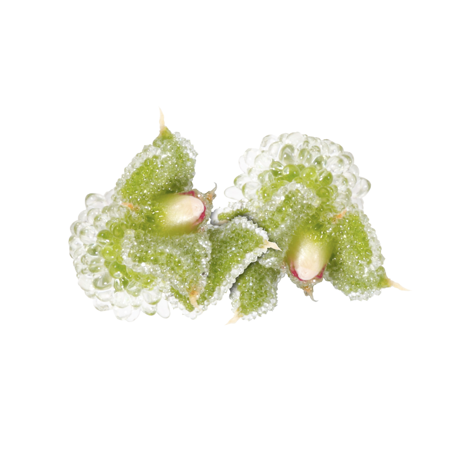 Blomma Blinq Blossom