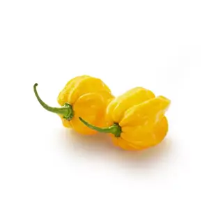 Habaneropeppar Gul