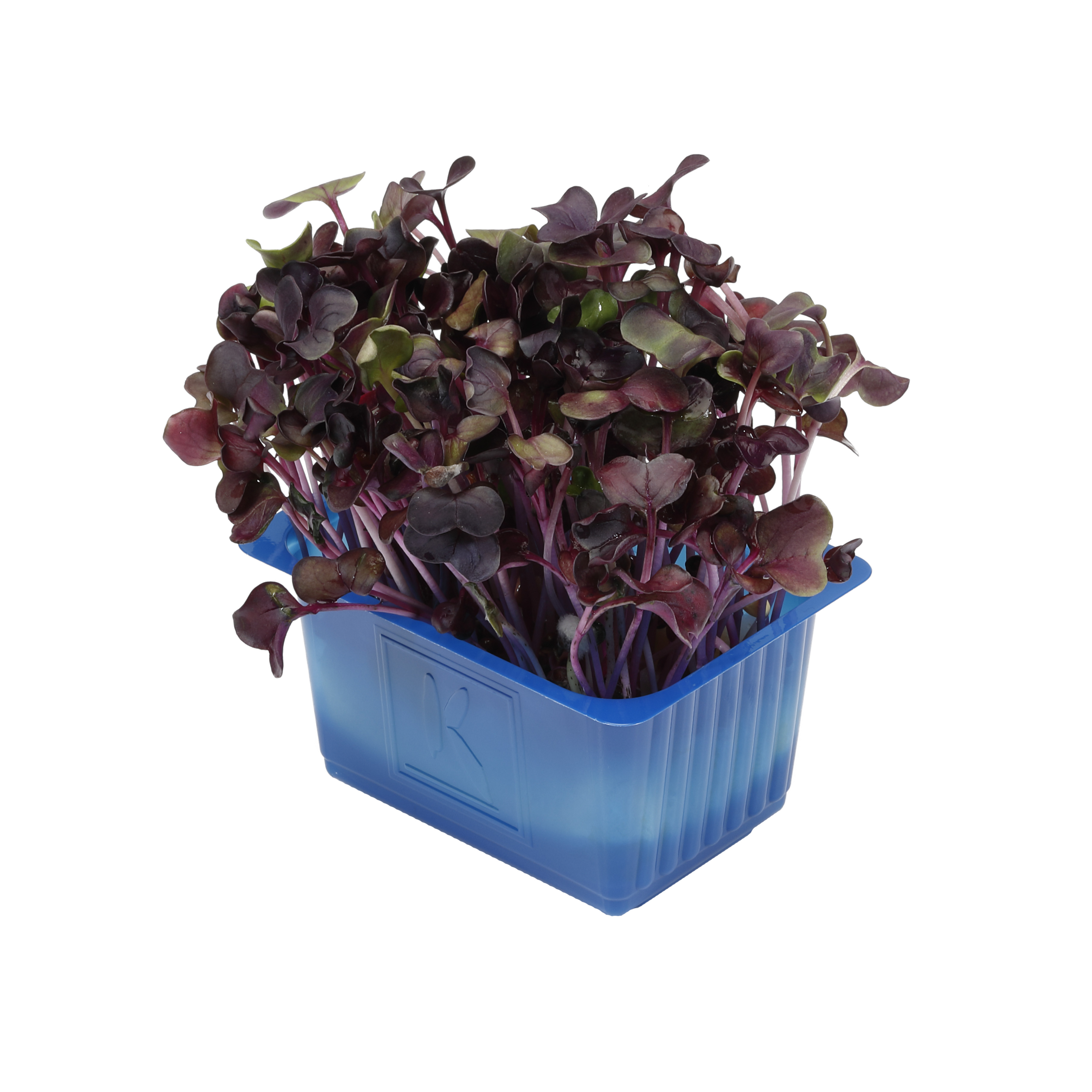 Krasse Sakura Violett