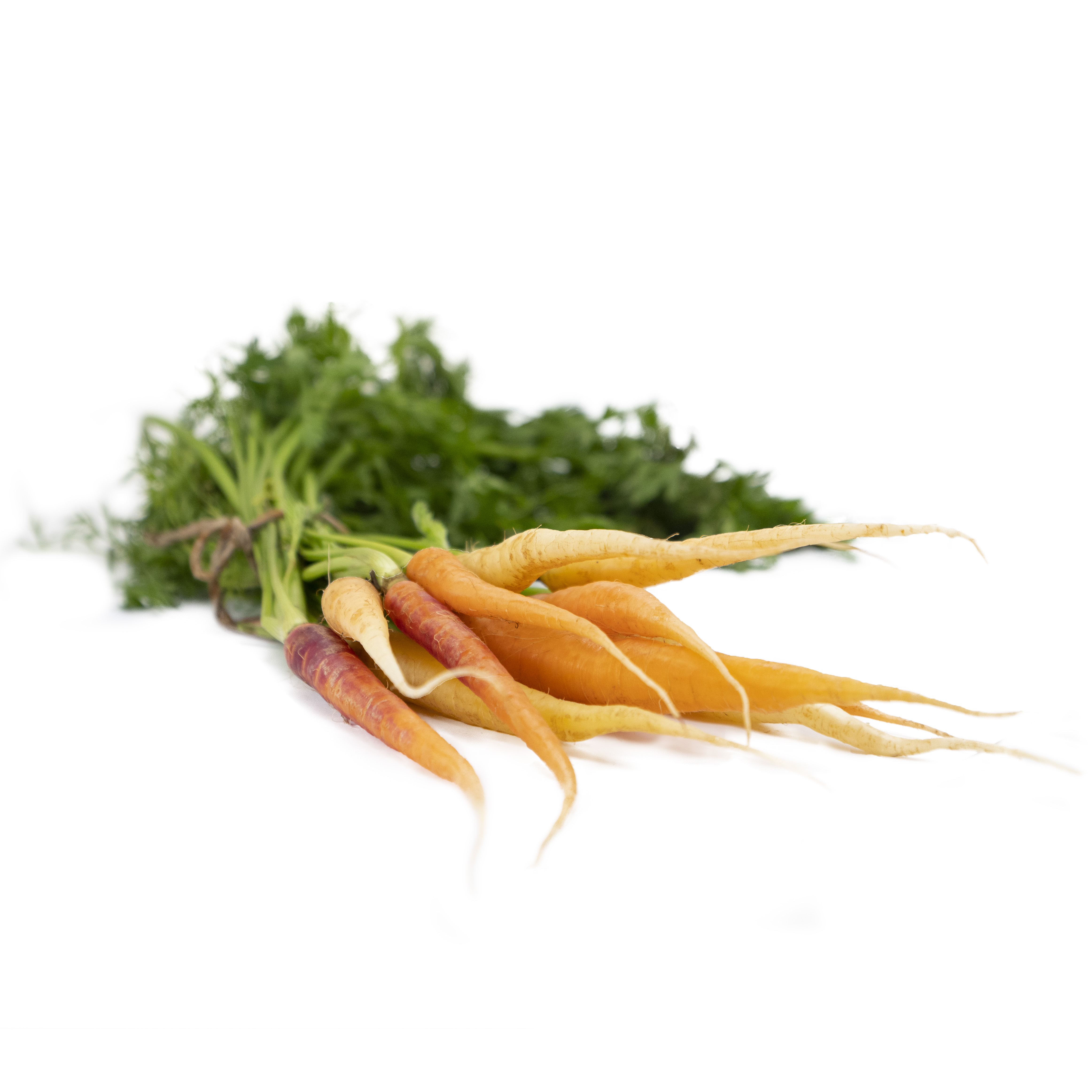 Mini morot regnb knippe