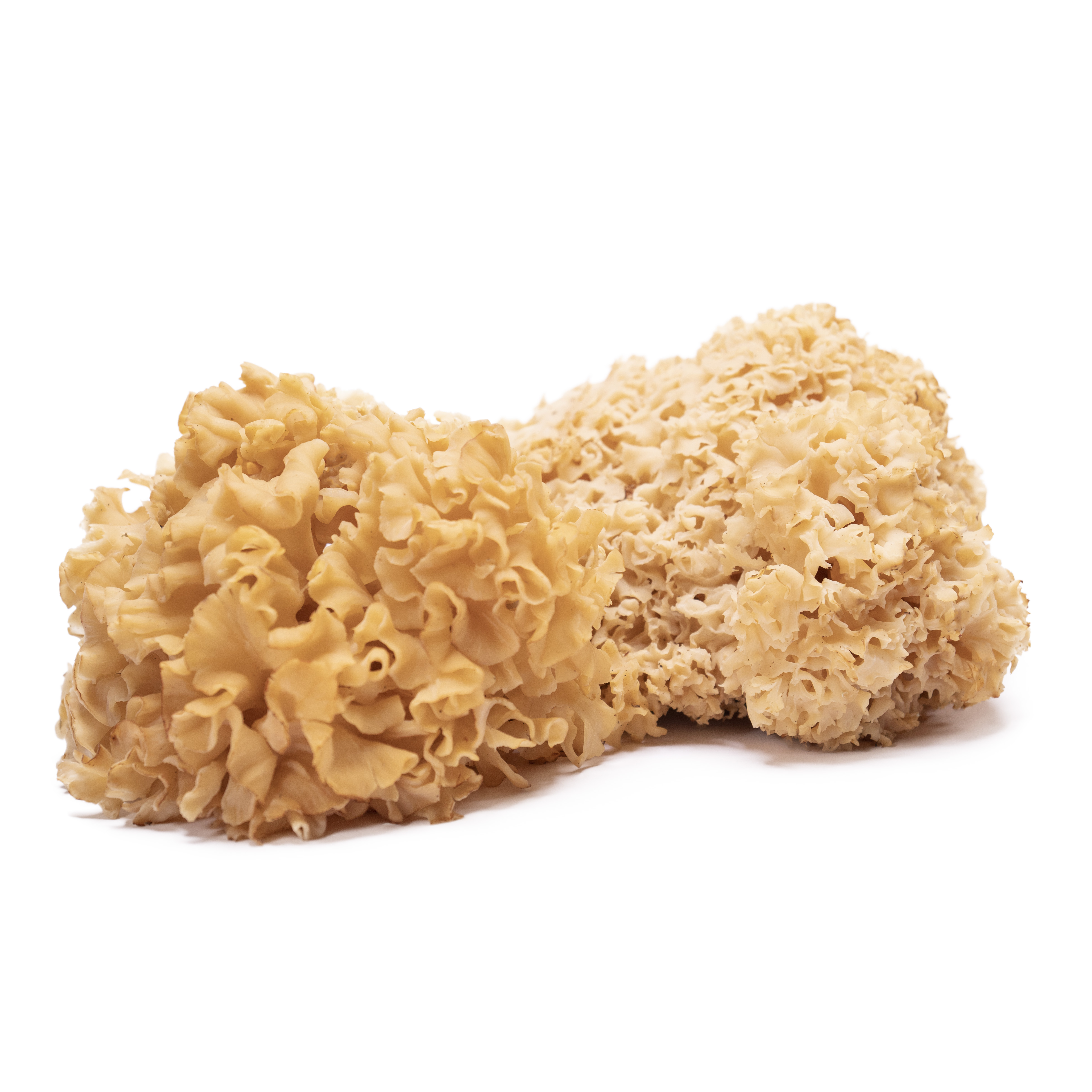 Blomkålssvamp Sverige