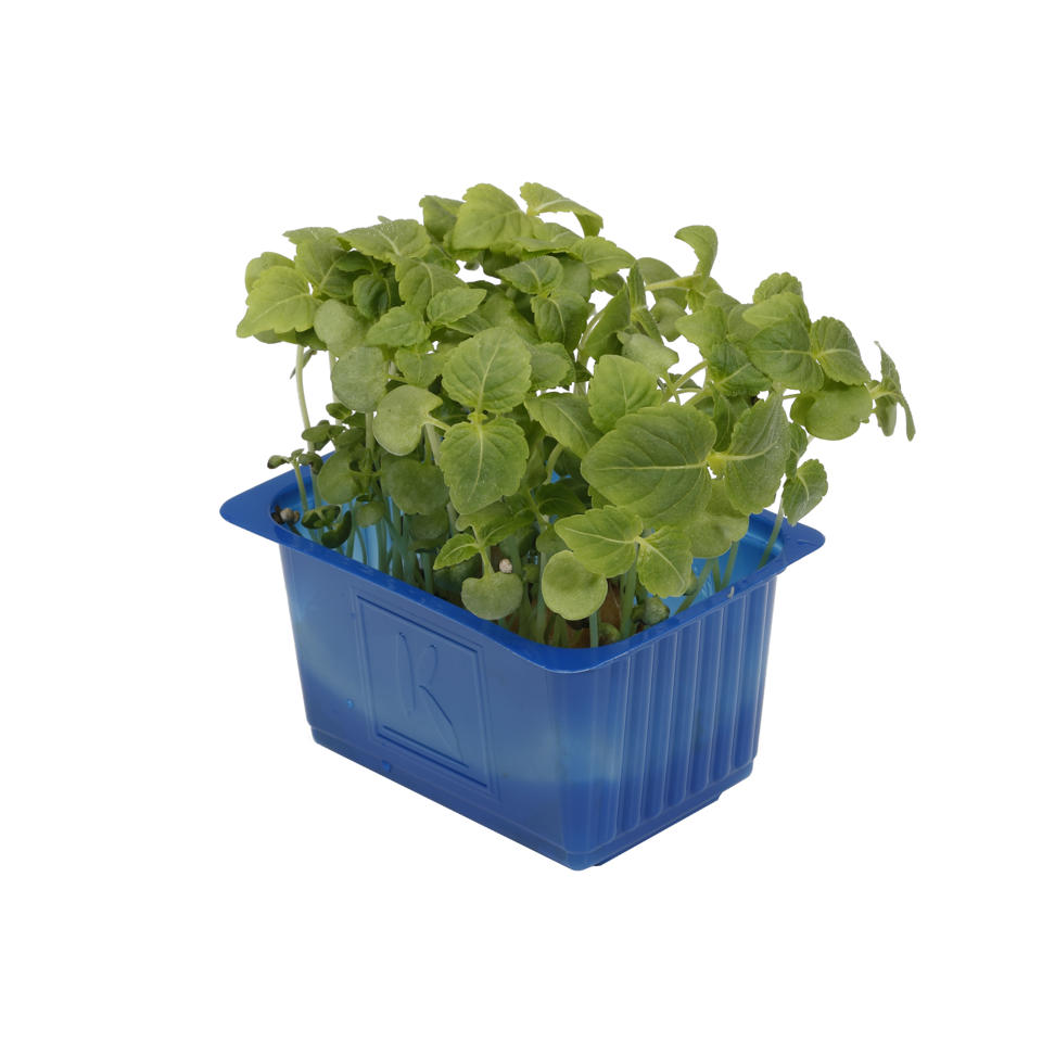 Krasse Shiso grön