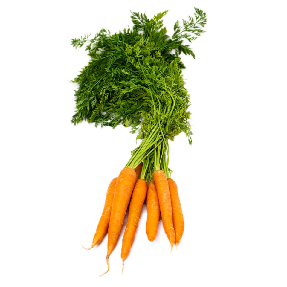 Morot knippe
