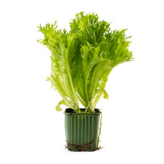 Krispsallat i Kruka Sverige