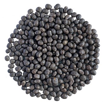 Lupinbönor Regent KRAV