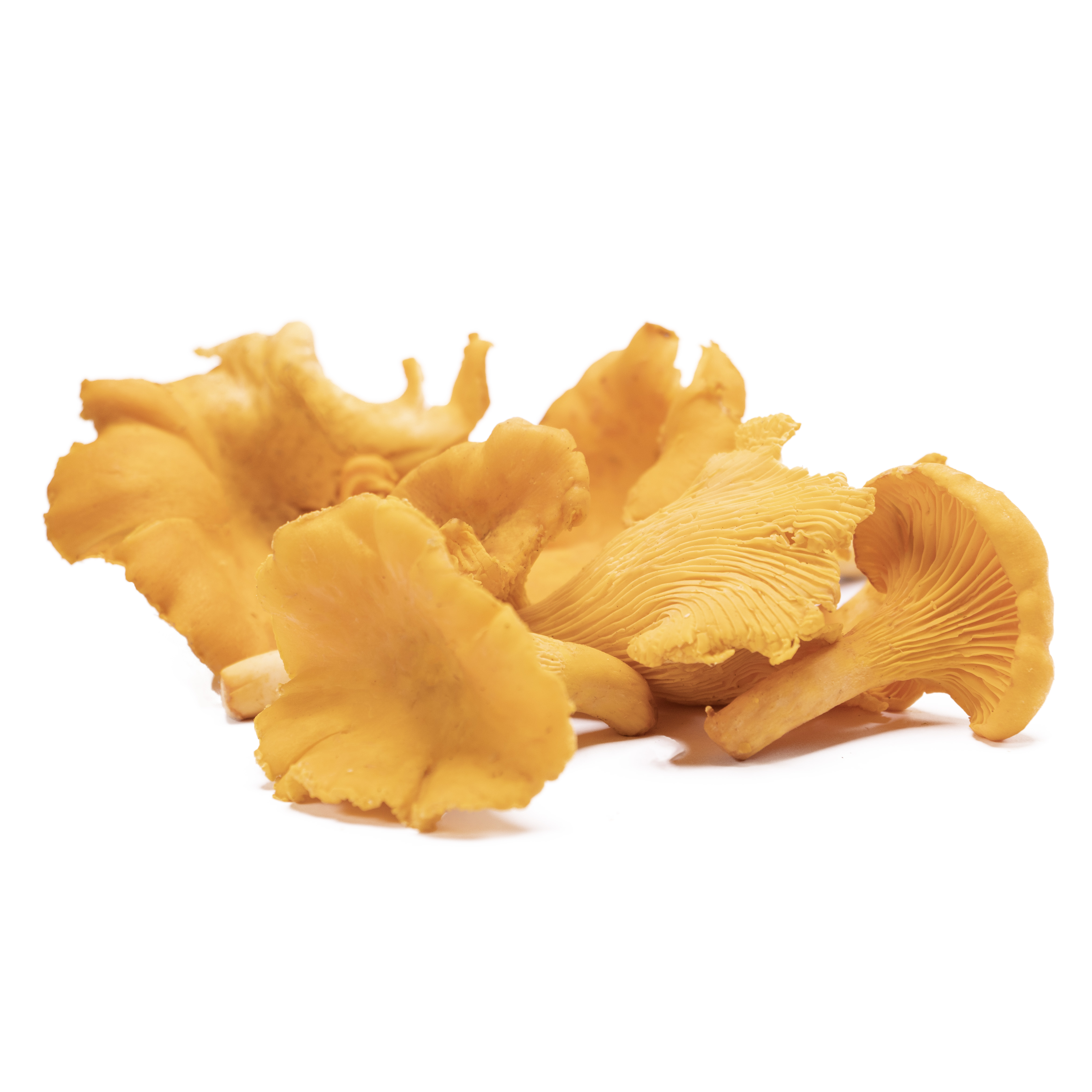 Svamp Kantarell Mini