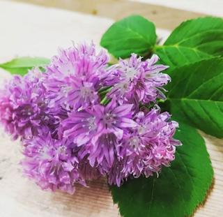Blomma Gräslök