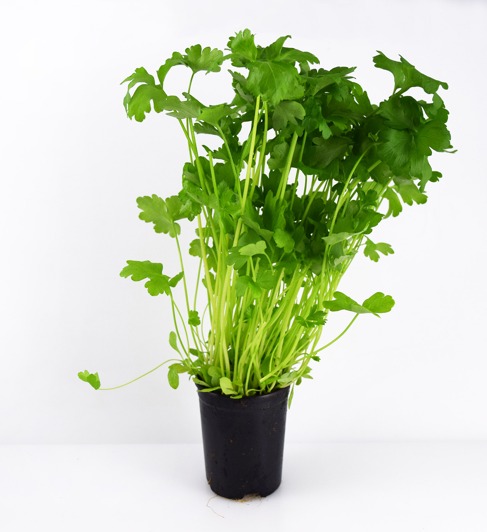 Persilja Småbladig i Kruka EKO KRAV