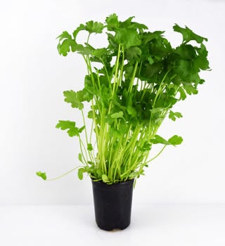 Persilja Småbladig i Kruka EKO KRAV