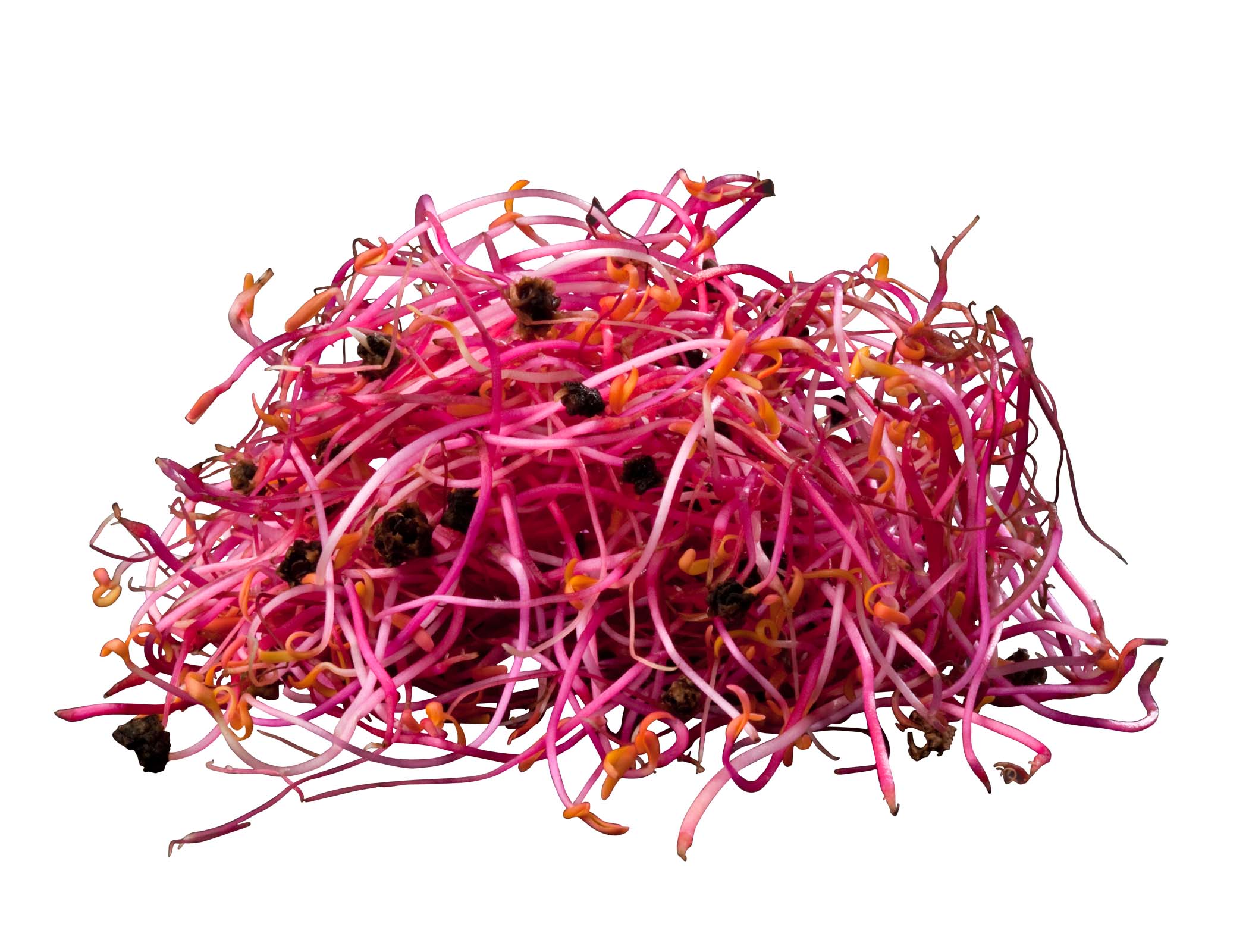 Rödbetsgroddar EKO KRAV Sverige