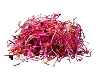 Rödbetsgroddar EKO KRAV Sverige