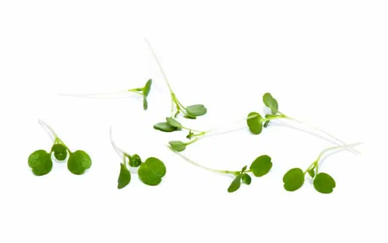 Vattenkrasseskott Mimis