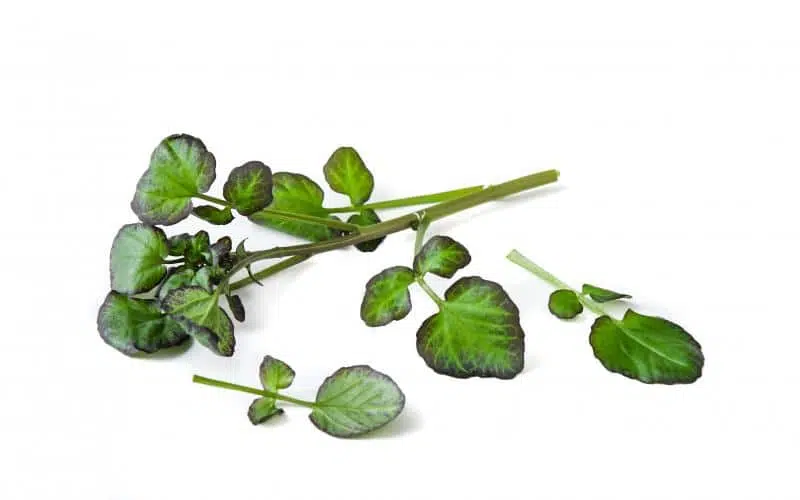 Vattenkrasse Röd Mimis